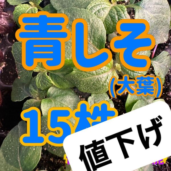 青しそ 大葉×15 無農薬 値下げ