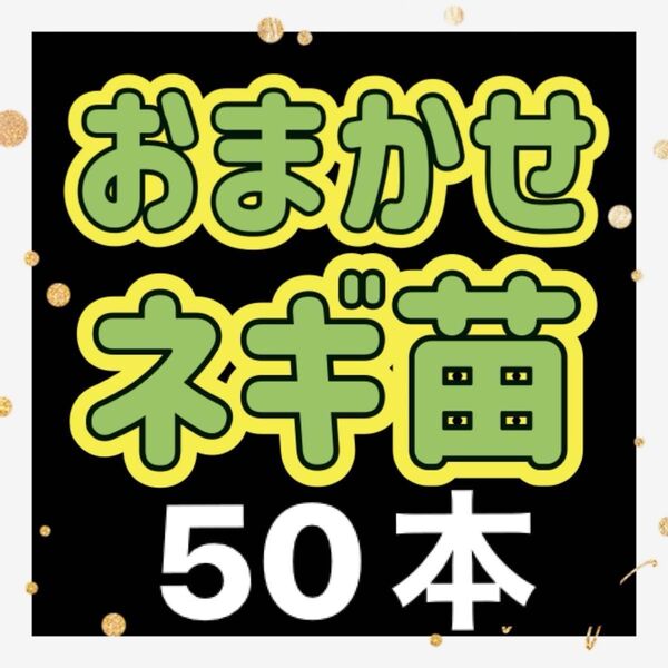 お任せネギ苗×50本 無農薬おまかせネギ小苗