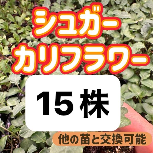 茎カリフラワー×15 無農薬 他の苗と交換可能
