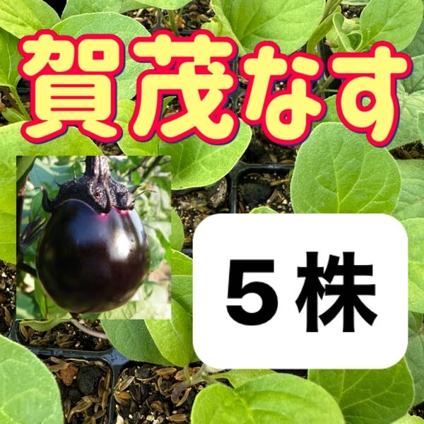 賀茂なす小苗×5 無農薬 他の苗と交換可能