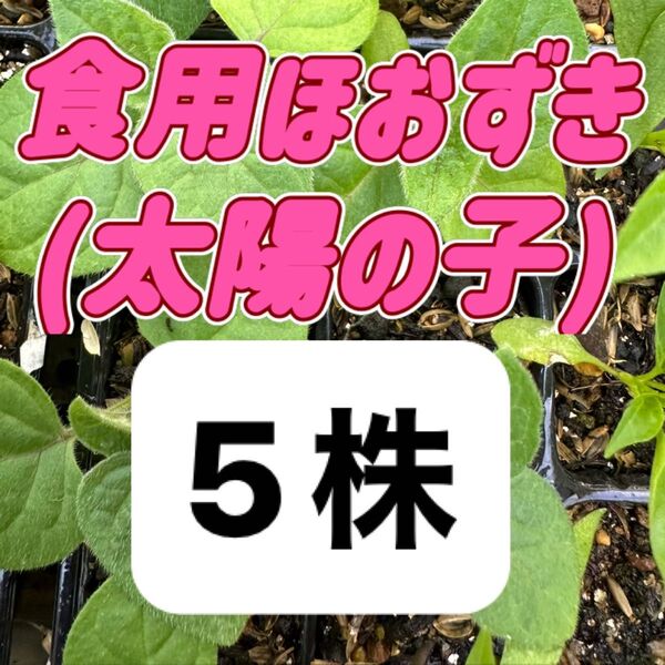 食用ほおずき 太陽の子×5 無農薬 他の苗と交換可能