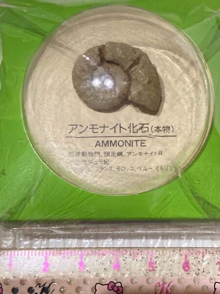 アンモナイト化石.2億8千年前と三葉虫5億3千年の商品です。