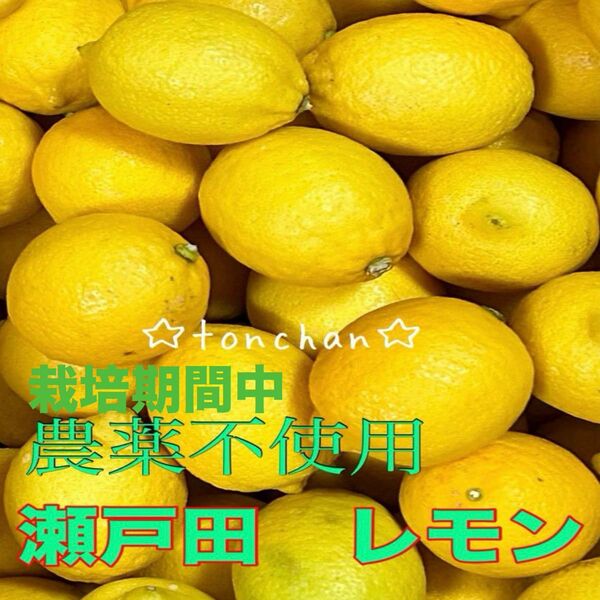 国産瀬戸田レモン 栽培期間中農薬不使用