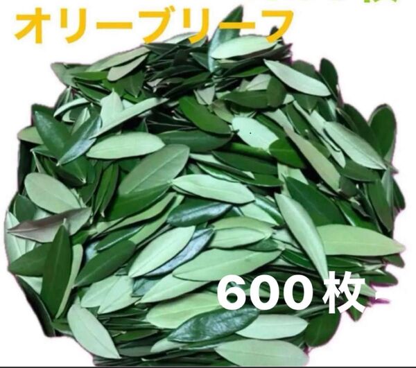 オリーブリーフ フレッシュ綺麗な葉っぱ 600枚~