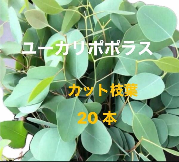 ユーカリポポラス カット枝葉 20本~
