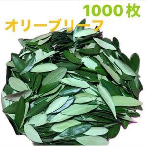 オリーブリーフ フレッシュ綺麗な葉っぱ 1000枚~