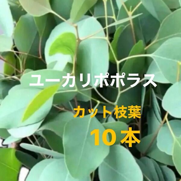 ユーカリポポラス カット枝葉 10本