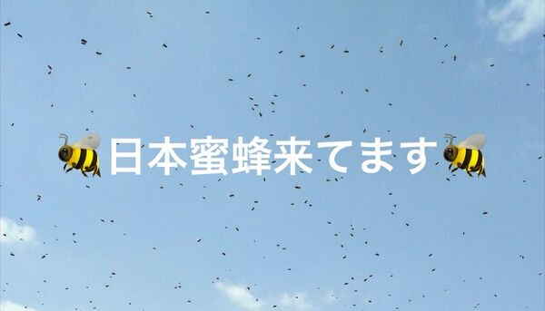 捕獲実績多数!カラー説明書付き!毎年大好評!高評価頂いてます!日本蜜蜂誘引液500mlミツバチ 待ち箱 分蜂 養蜂 誘引剤 ルアー