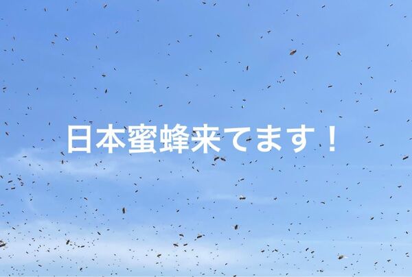 捕獲実績多数!カラー説明書付き!毎年大好評!高評価頂いてます!日本蜜蜂誘引液500mlミツバチ 待ち箱 分蜂 養蜂 誘引剤 ルアー