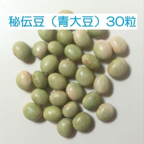 【青大豆(秘伝豆) 30粒】 大粒ずっしり 東北地方 固定種 中晩生 枝豆も美味 / 自家採種 自然農法 自然栽培