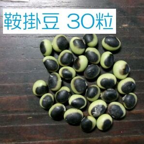 【鞍掛豆 30粒 くらかけまめ】 自家採種 自然農法 自然栽培 在来種 昨シーズン自家採種 【匿名配送、送料込み】
