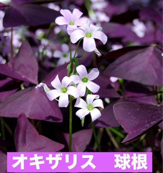 オキザリス 球根