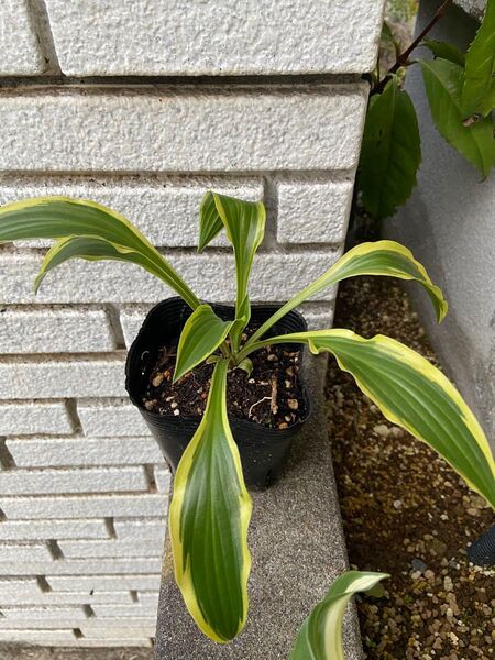 ギボウシ、日陰に強い植物。