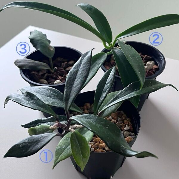 ホヤ Hoya 3種セット 鉢ごと