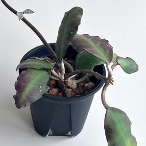 ホヤ Hoya ワイマニアエ 鉢ごと