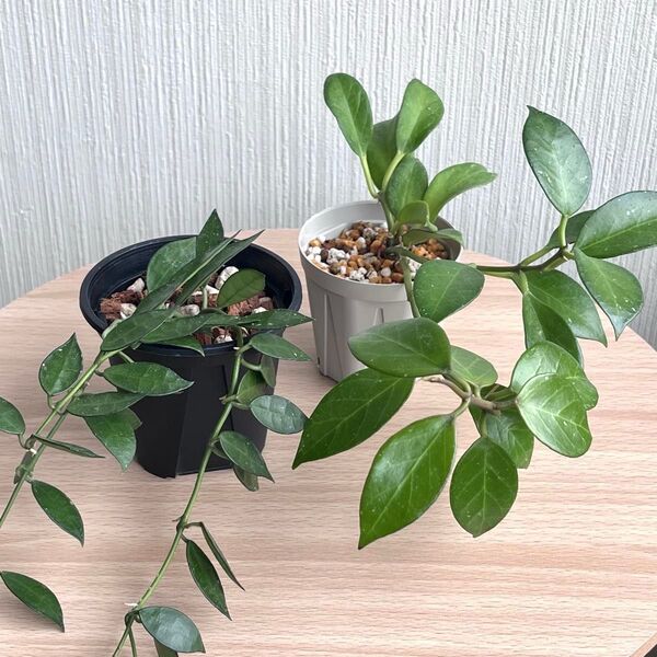 Hoya ホヤ 2種セットB 鉢ごと