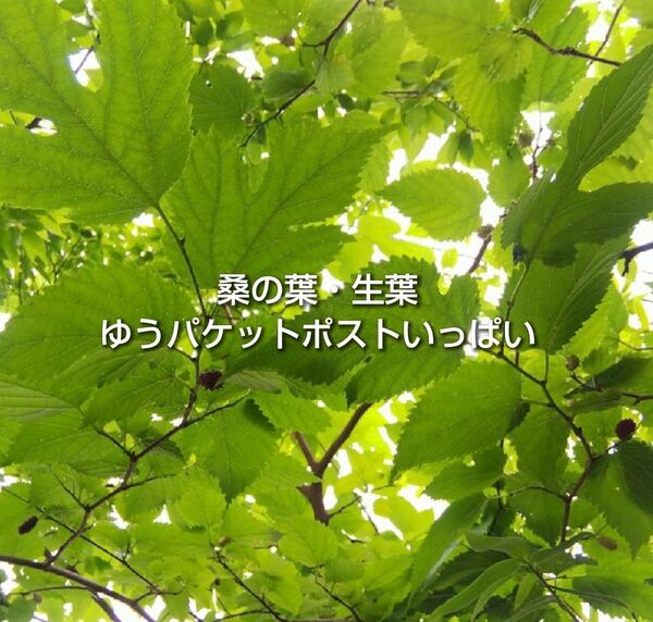 桑の葉 マルベリーの葉 生葉 ゆうパケットポストいっぱい ② 桑の葉茶 リクガメ ウサギ チンチラ 蚕 ペットの餌に