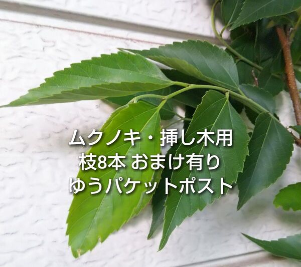 ムクノキ 椋木 ムクエノキ 椋榎 挿し木用 枝 8本 おまけ有り ゆうパケットポスト発送 挿し穂 園芸 ガーデニング