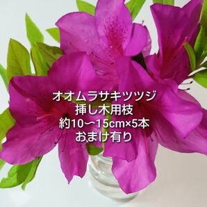 オオムラサキツツジ 大紫躑躅 挿し木用枝 5本 おまけ有り ゆうパケットポスト発送
