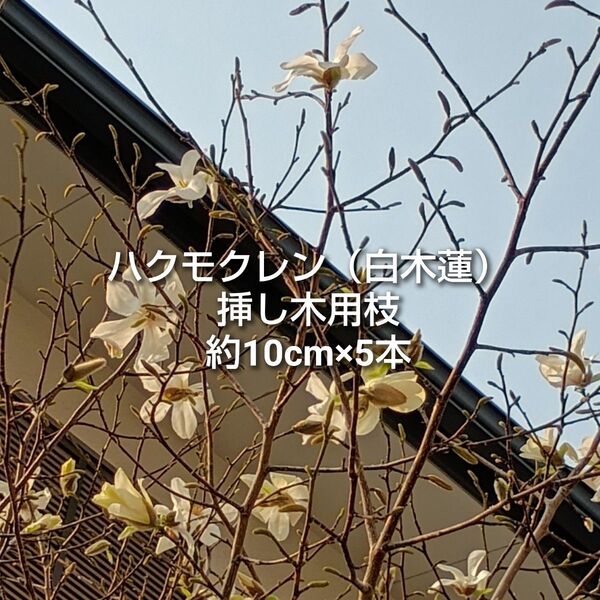 白木蓮 ハクモクレン 挿し木用 枝 5本 約10cm ゆうパケットポスト 挿し穂 園芸 ガーデニング 盆栽