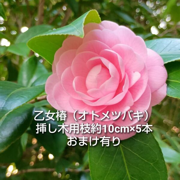 乙女椿 オトメツバキ 淡乙女 ウスオトメ 桃色 挿し木用 枝 約10cm×5本 おまけ有り ゆうパケットポスト