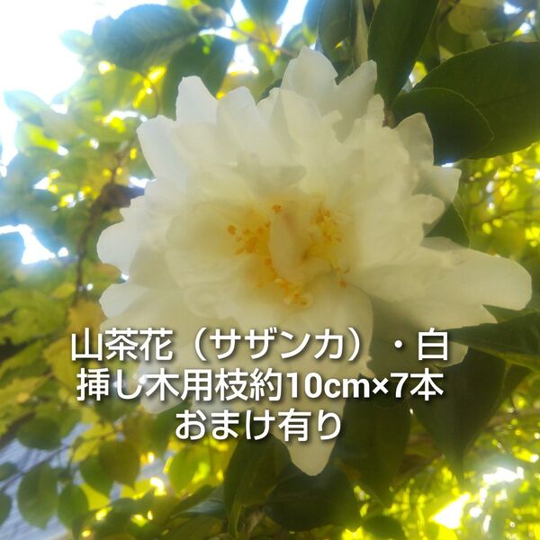 山茶花 サザンカ 白 八重咲き 挿し木用 枝 約10cm×7本 おまけ有り 挿し穂 園芸 ガーデニング