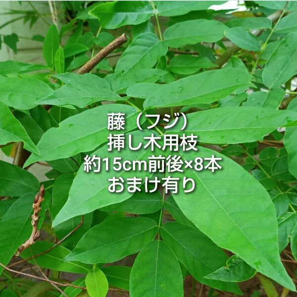 藤 フジ 挿し木用 枝 約15cm前後×8本 おまけ有り ゆうパケットポストmini