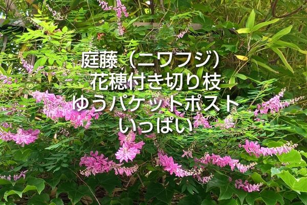 庭藤 ニワフジ 花穂付き切り枝 ゆうパケットポストいっぱい