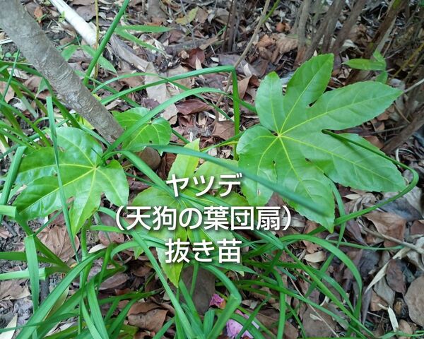 ヤツデ 八つ手 天狗の葉団扇 抜き苗 1本 ゆうパケットポスト発送