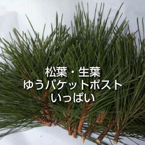 松葉 黒松 農薬化学肥料不使用 ゆうパケットポストいっぱい ② 松葉茶 松葉サイダー 松葉ジュース アレンジメント などに