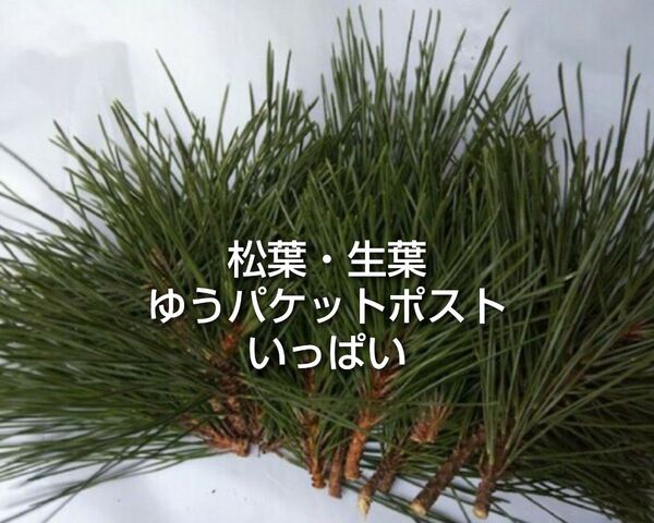 松葉 黒松 農薬化学肥料不使用 ゆうパケットポストいっぱい ② 松葉茶 松葉サイダー 松葉ジュース アレンジメント などに