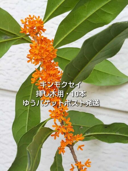 金木犀 キンモクセイ 挿し木用 枝 10本 約10〜15cm おまけ有り ゆうパケットポスト発送 挿し穂