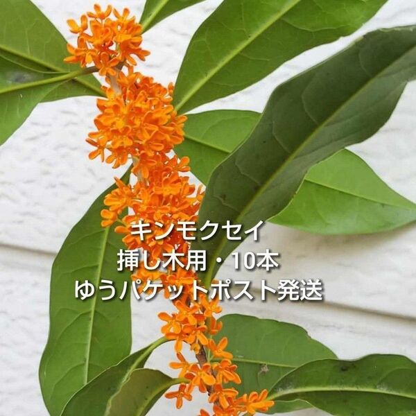金木犀 キンモクセイ 挿し木用 枝 10本 約10〜15cm おまけ有り ゆうパケットポスト発送 挿し穂