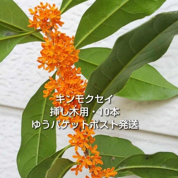 金木犀 キンモクセイ 挿し木用 枝 10本 約10〜15cm おまけ有り ゆうパケットポスト発送 挿し穂