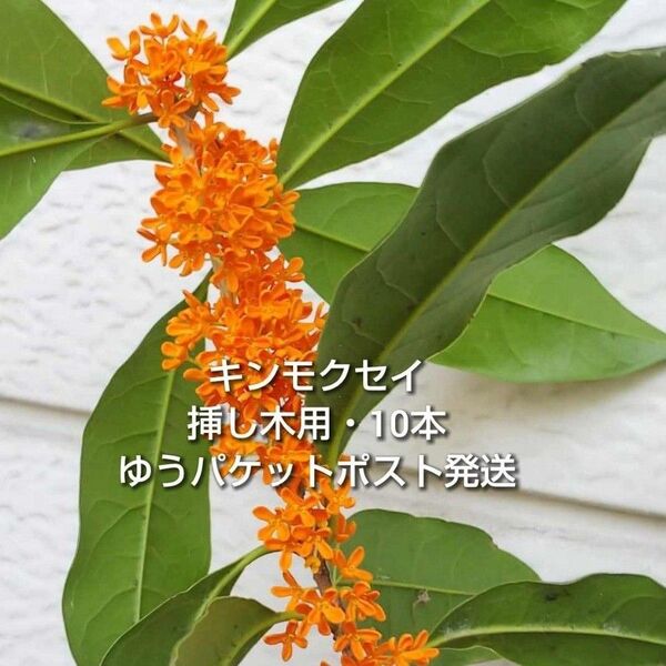 金木犀 キンモクセイ 挿し木用 枝 10本 約10〜15cm おまけ有り ゆうパケットポスト発送 挿し穂
