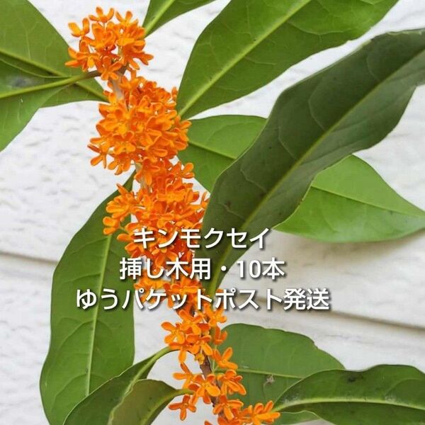 金木犀 キンモクセイ 挿し木用 枝 10本 約10〜15cm おまけ有り ゆうパケットポスト発送 挿し穂