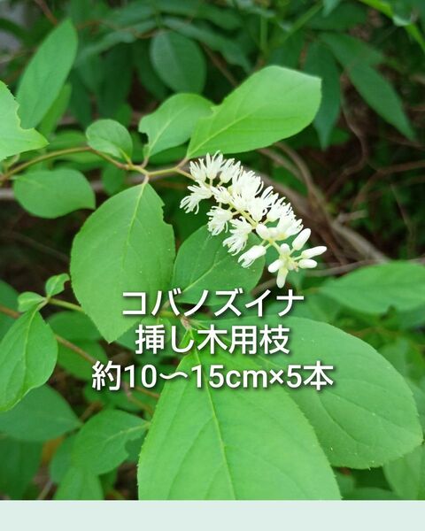 コバノズイナ 姫リョウブ 挿し木用枝 約10〜15cm×5本 ゆうパケットポスト 茶花 茶道