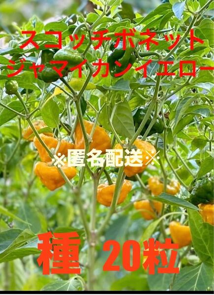 スコッチボネット 種 ジャマイカンイエロー20粒 匿名配送 唐辛子 激辛 唐辛子
