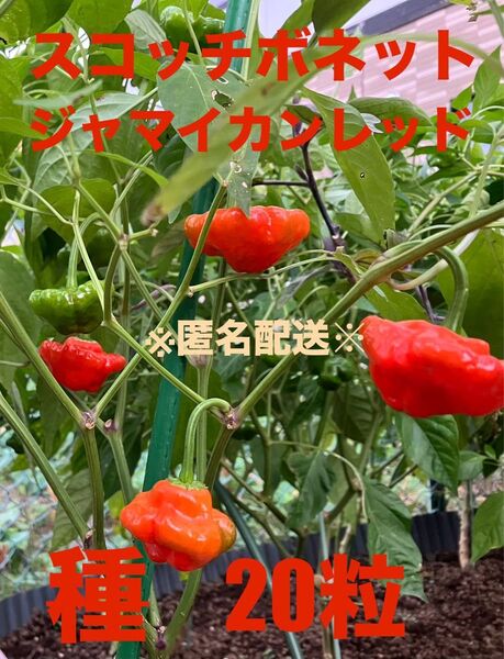 スコッチボネット 種 ジャマイカンレッド 20粒 匿名配送 激辛 唐辛子