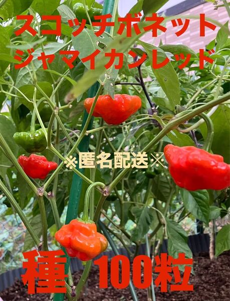 スコッチボネット 種 ジャマイカンレッド 100粒 匿名配送 激辛 唐辛子