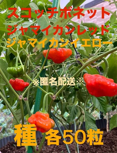 スコッチボネット 種 ジャマイカンレッド・イエロー 各50粒 匿名配送 激辛 唐辛子