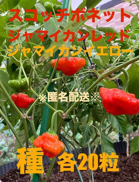 スコッチボネット 種 ジャマイカンレッド・イエロー 各20粒 匿名配送 激辛 唐辛子
