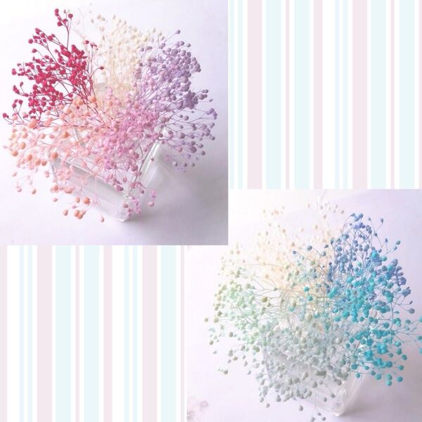 かすみ草ピンク系・ブルー系セット (プリザーブドフラワー ハーバリウム 花材)