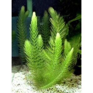 水質浄化 水草 マツモ 無農薬 メダカ ビオトープ 熱帯魚 アクアリウム 6本