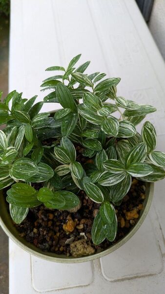 班入りヒメイズイ ヒメイズイ 抜き苗 10苗 斑入り 山野草