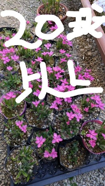 山野草 アッツ桜 アッツザクラ 抜き苗 球根 20球根以上