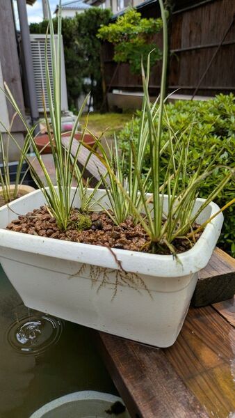 セキショウ水質浄化 水草 無農薬 メダカ ビオトープ