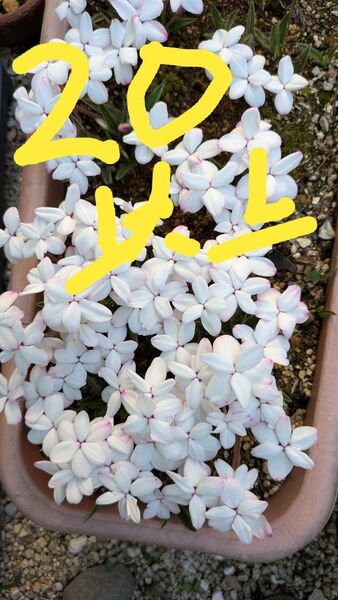山野草 アッツザクラ アッツ桜 20球根以上 抜き苗