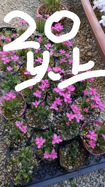山野草 アッツザクラ アッツ桜 20球根以上 抜き苗