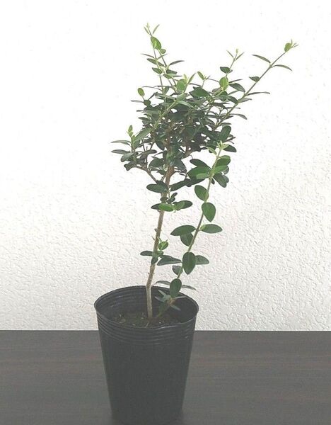 オリーブの木 シルベストリス 苗